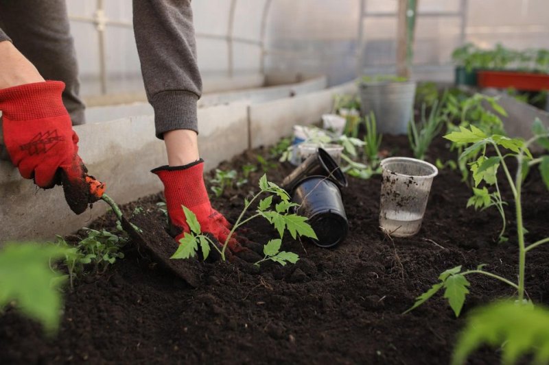 Gardening may reduce stress, anxiety, depression